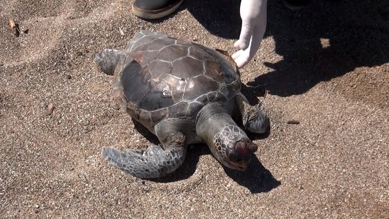 'deniz Kaplumbağaları Balık Ağları Nedeniyle Ölüyor'