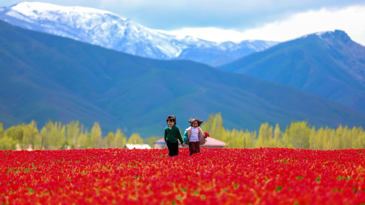 Muş Ovası, Lalelerle Kırmızıya Büründü