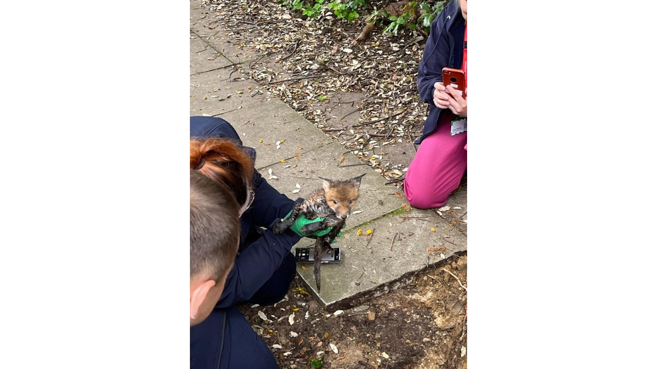 İngiltere’de Yeraltı Borusunda Sıkışan Yavru Tilki Kurtarıldı