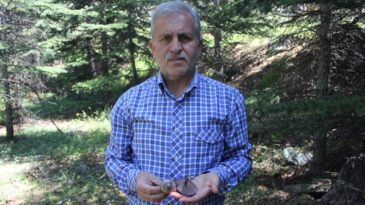 Profesörden 'ölüm Meleği' Mantarı Uyarısı