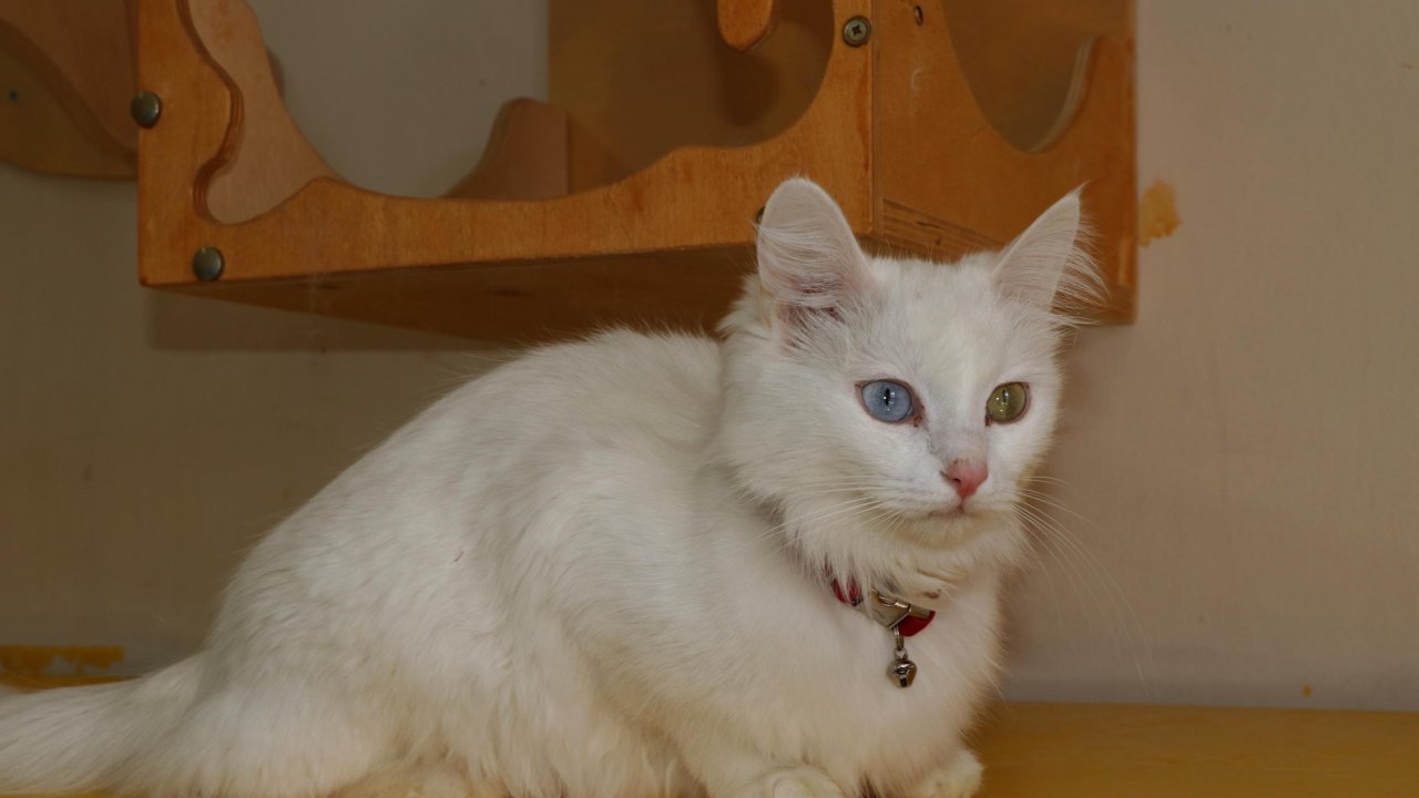 Van Kedi Villası'nın Tescilli Güzeli 'mia', 4 Yavru Dünyaya Getirdi