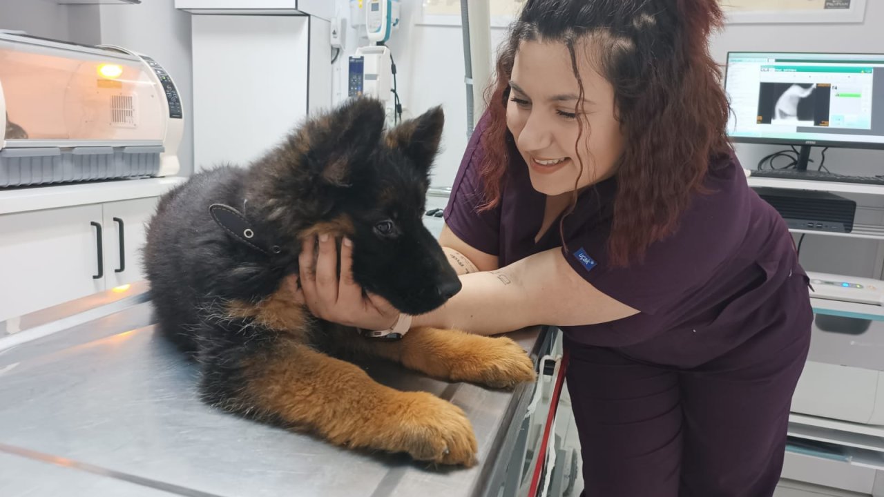 Meksika'ya Gönderilen 'arkadaş', Türk Bayraklı Yelekle Görev Yapacak