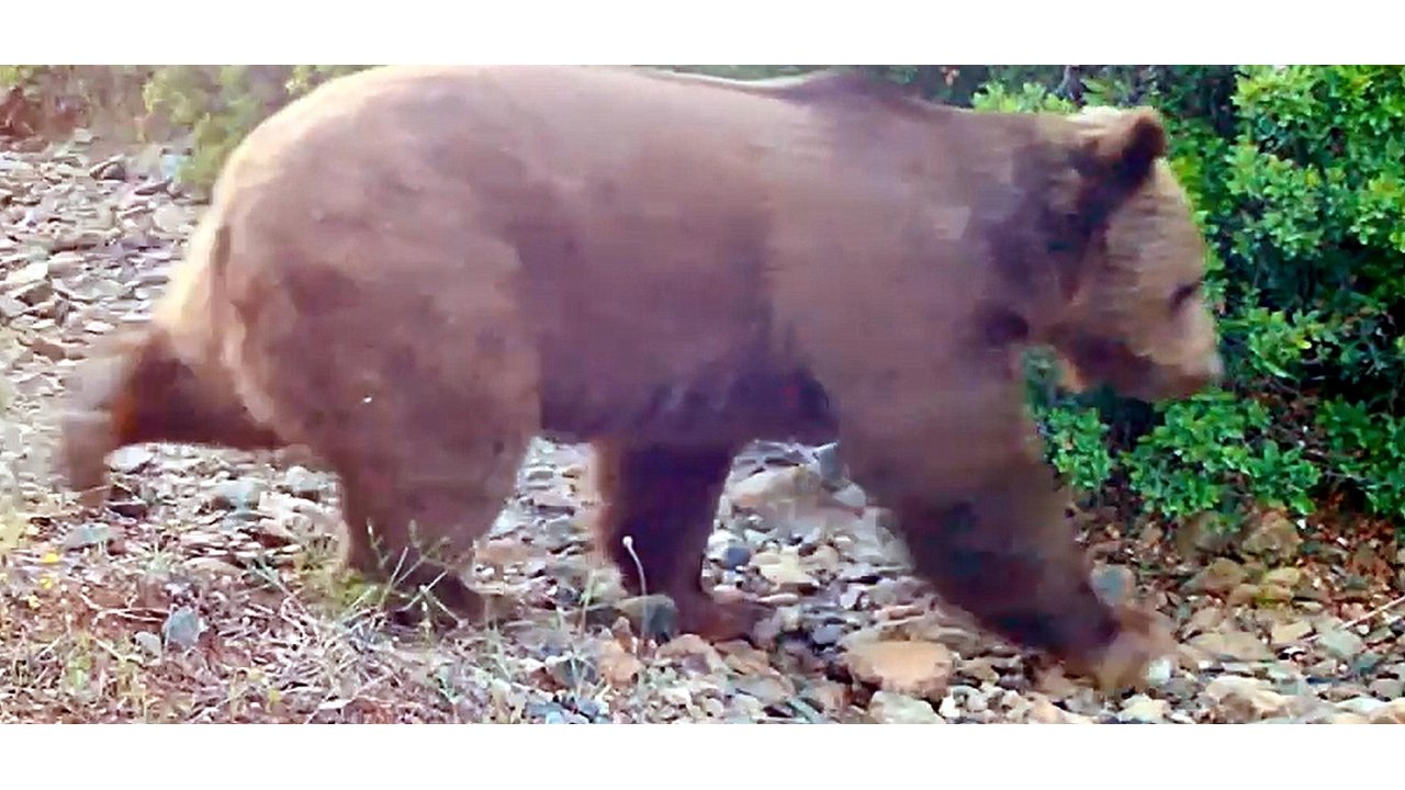 Marmaris'te Yangının Ardından Yeşeren Ormanda, Bozayı Fotokapanla Görüntülendi