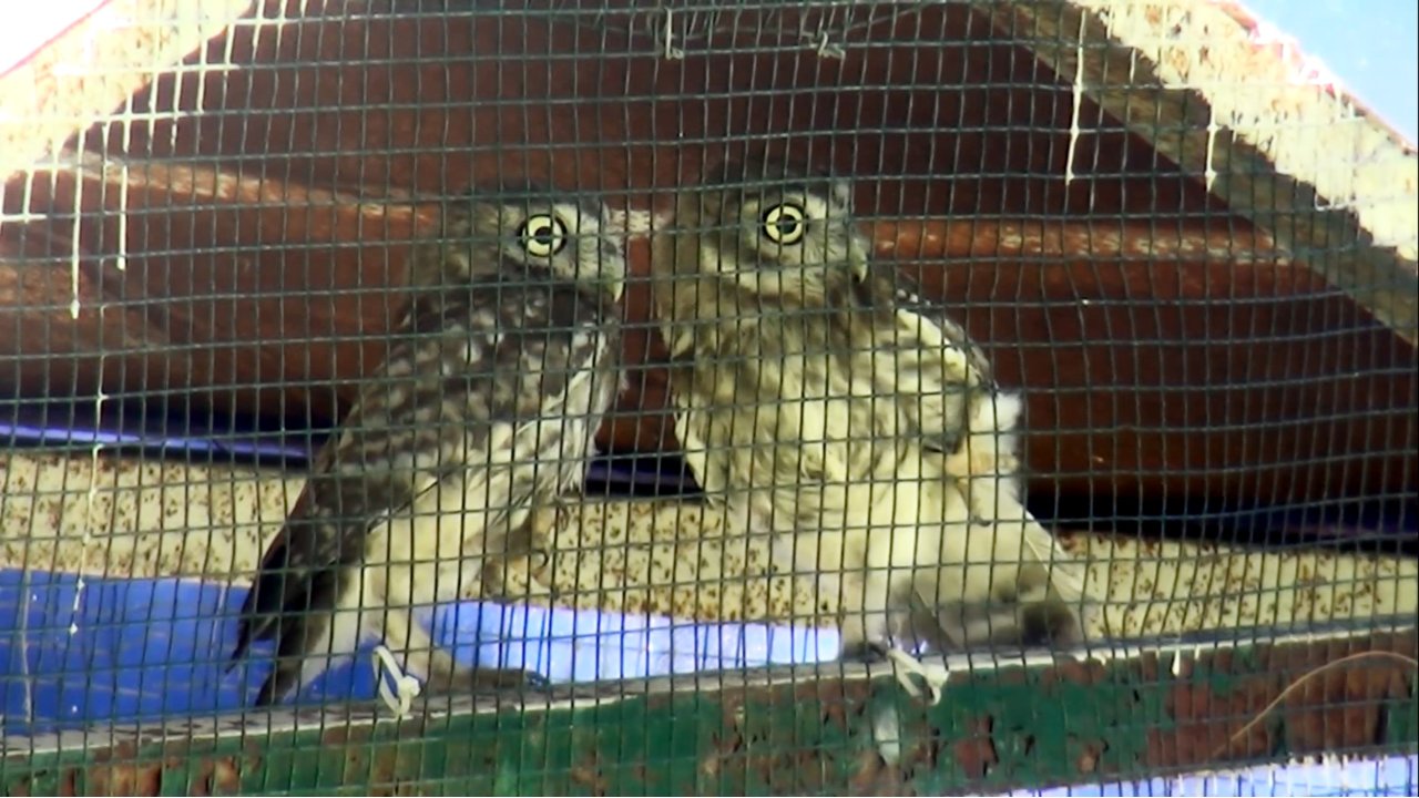 Uçmaya Başlayan Yavru Baykuşlar Doğaya Salındı