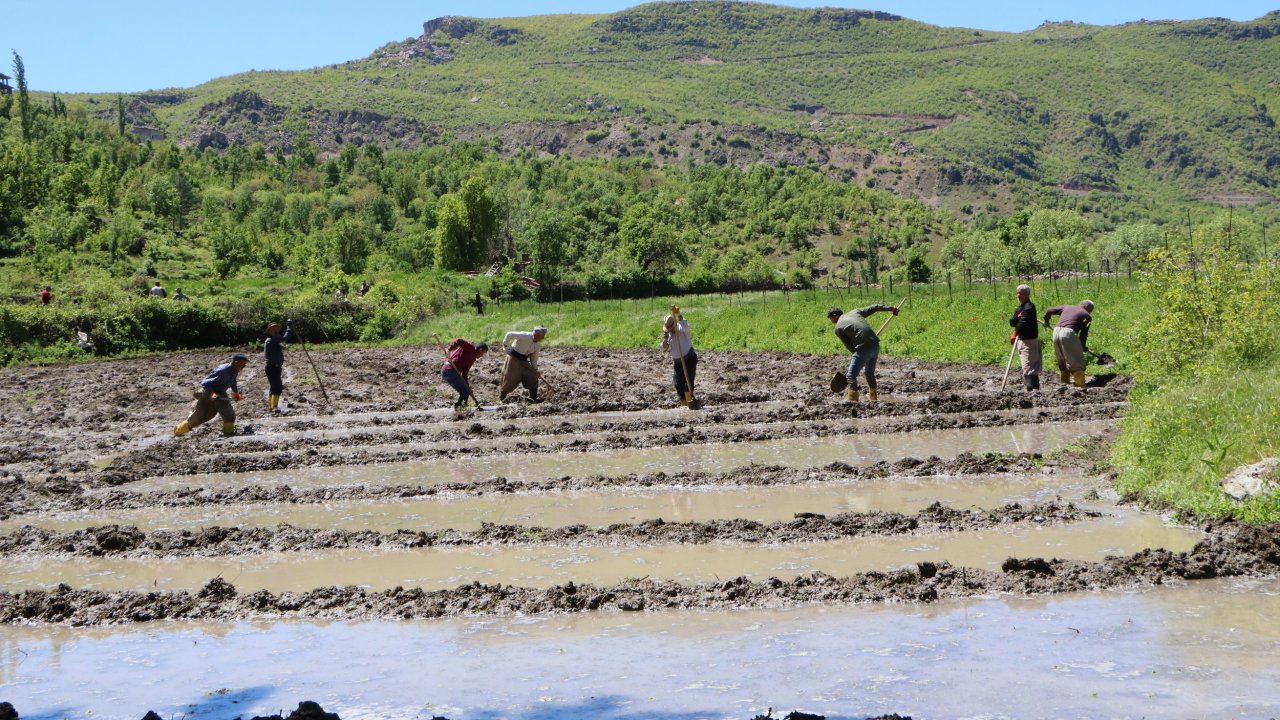 Çukurca'da İmece Usulü Çeltik Ekimi