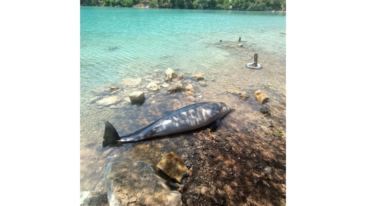 Bodrum'da Sahile Ölü Yunus Vurdu