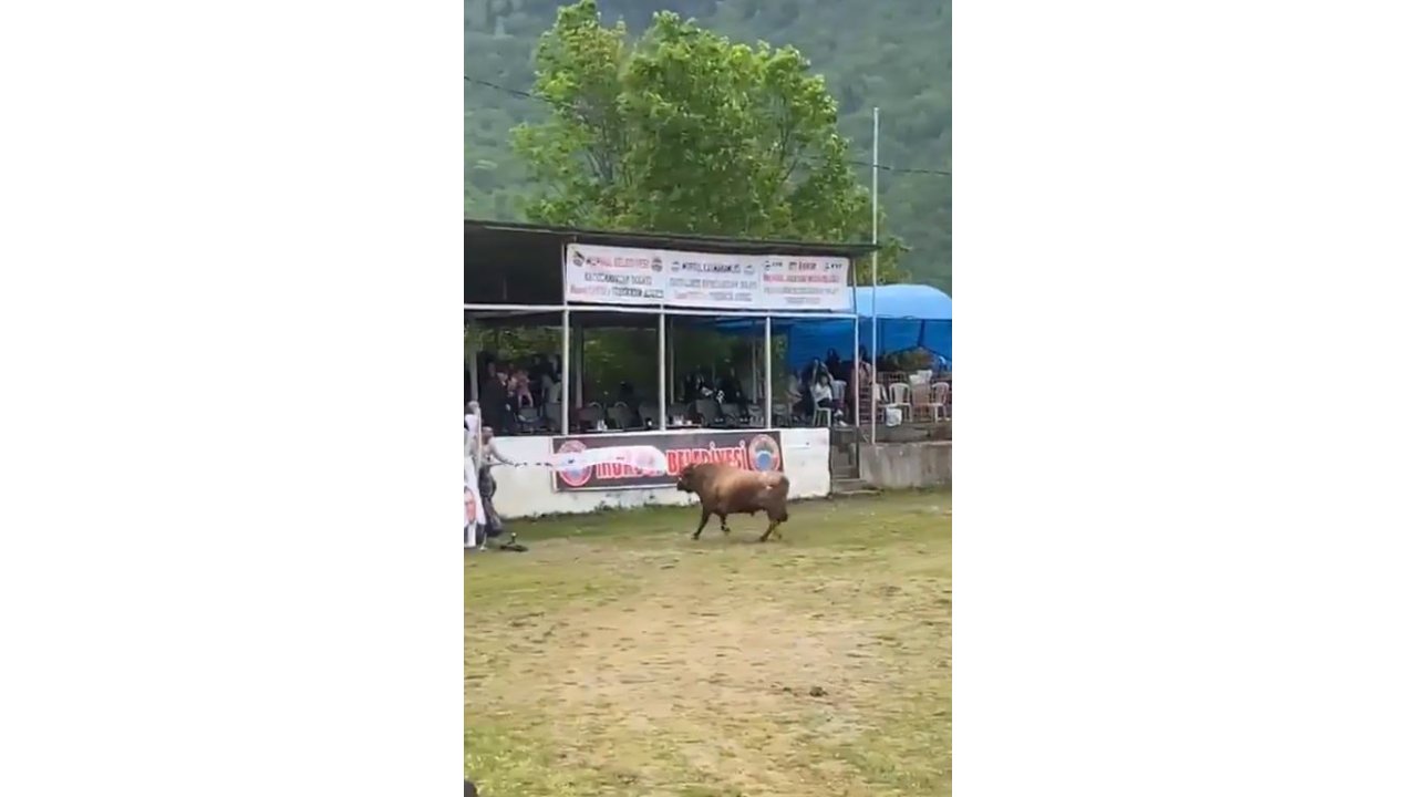 Arenadan Kaçan Boğanın Tribüne Çıkması Kamerada