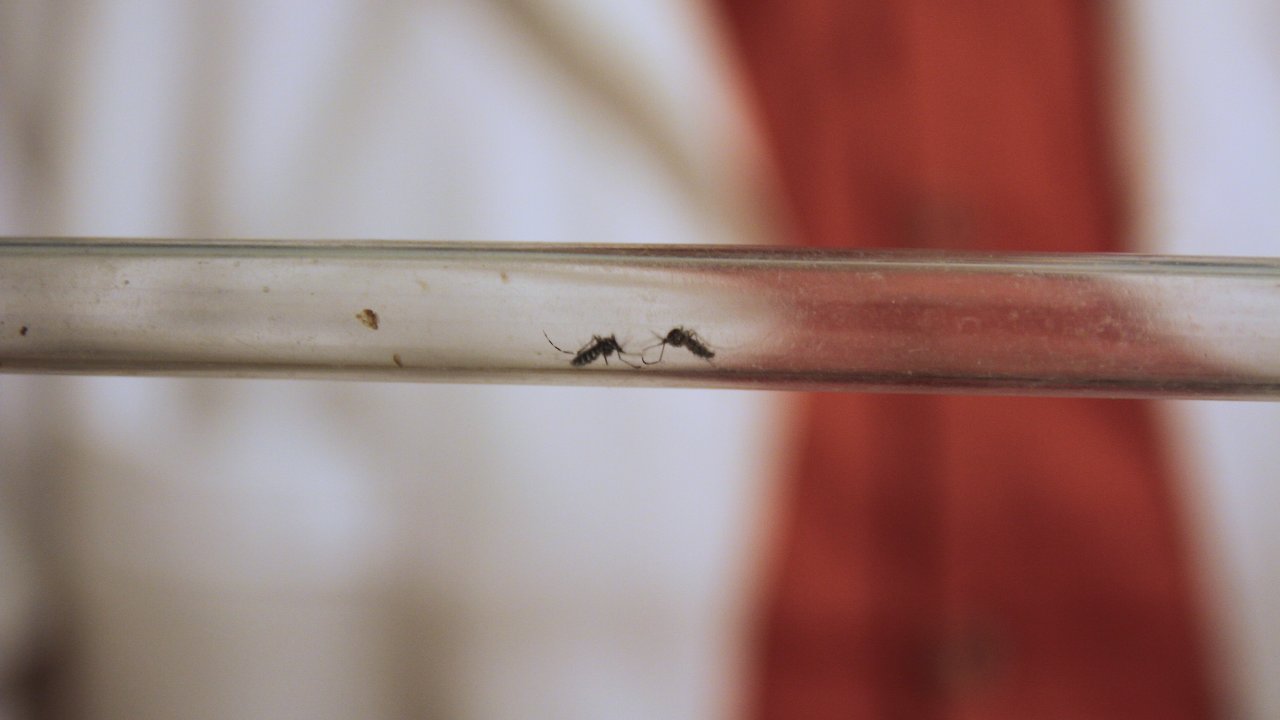 ‘Asya kaplan sivrisineği'ne karşı 'İyonize kısırlaştırma’ ile mücadele