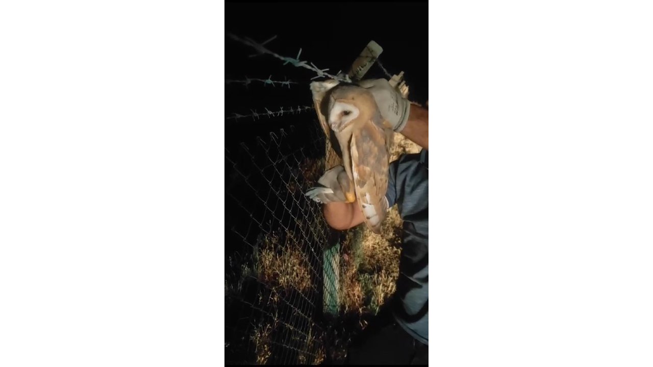 Seyir halindeki kamyonun şoförü, tellere takılan baykuşu fark edip kurtardı