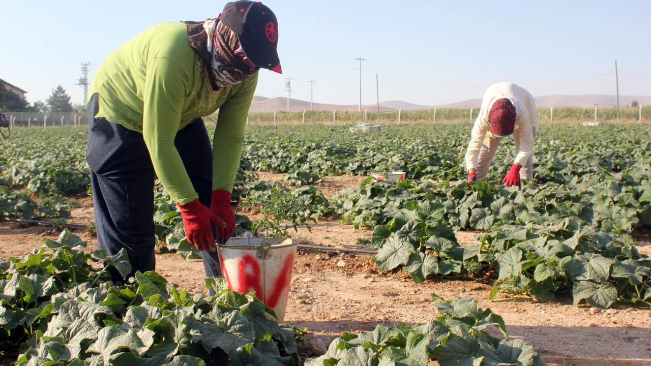 İlçe belediyesinin ürettiği sebze ve meyve halka kilosu 1 liradan satışa sunuldu