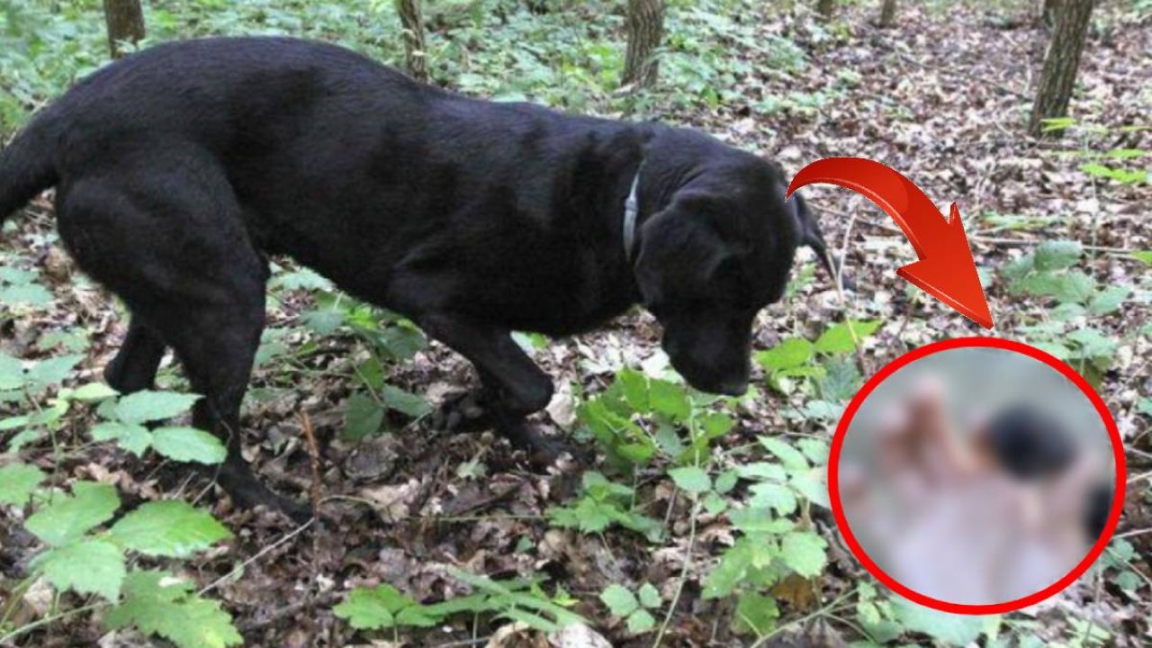 Gram altından 90 bin TL karlı! Kendiliğinden yetişip zor bulunan Türkiye'nin siyah incisi