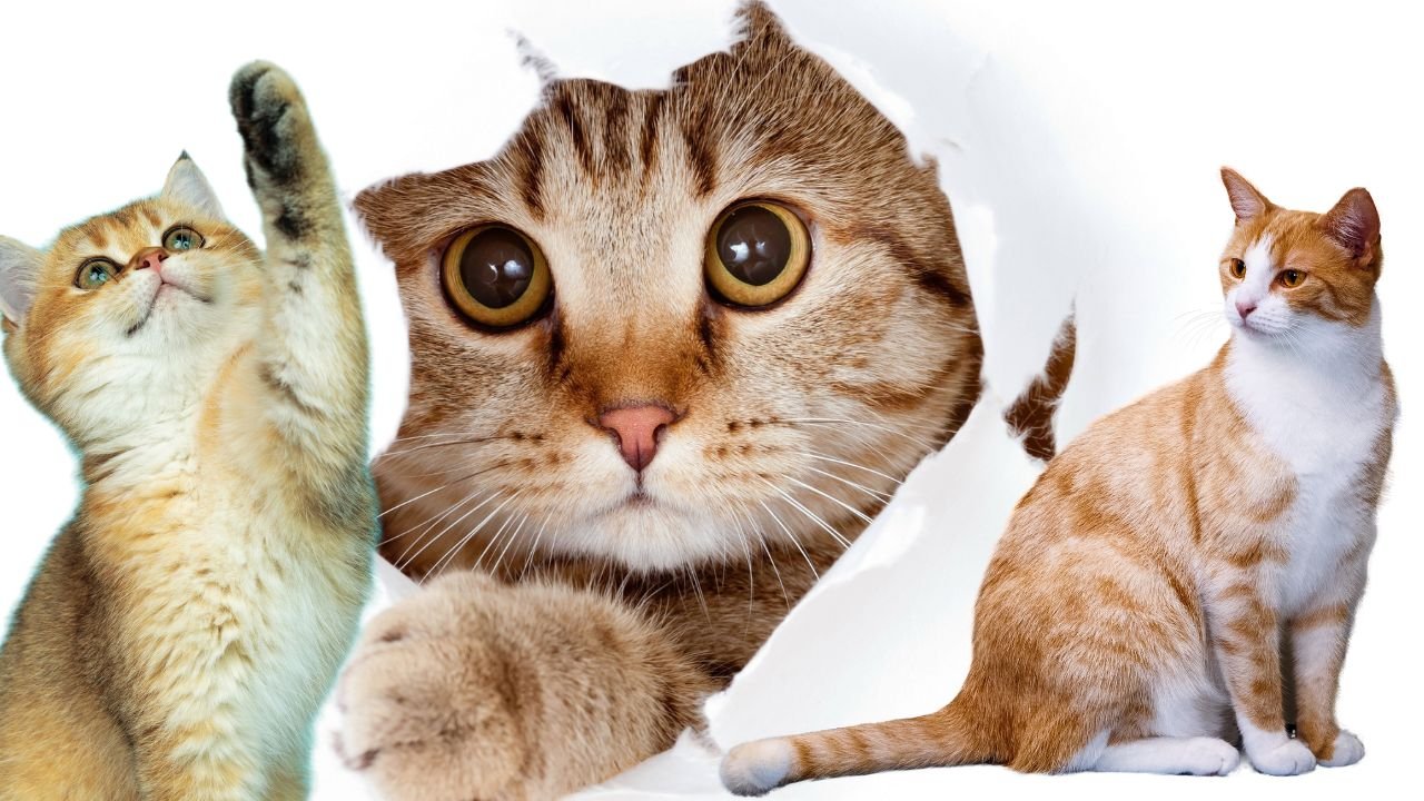 Rüyada kedi görmek ne demek? Rüyada kedi görmek neye işaret?
