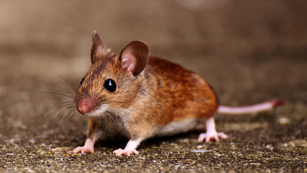 Rüyada fare görmek neye işaret? Rüyada fare görmek ne anlama gelir?