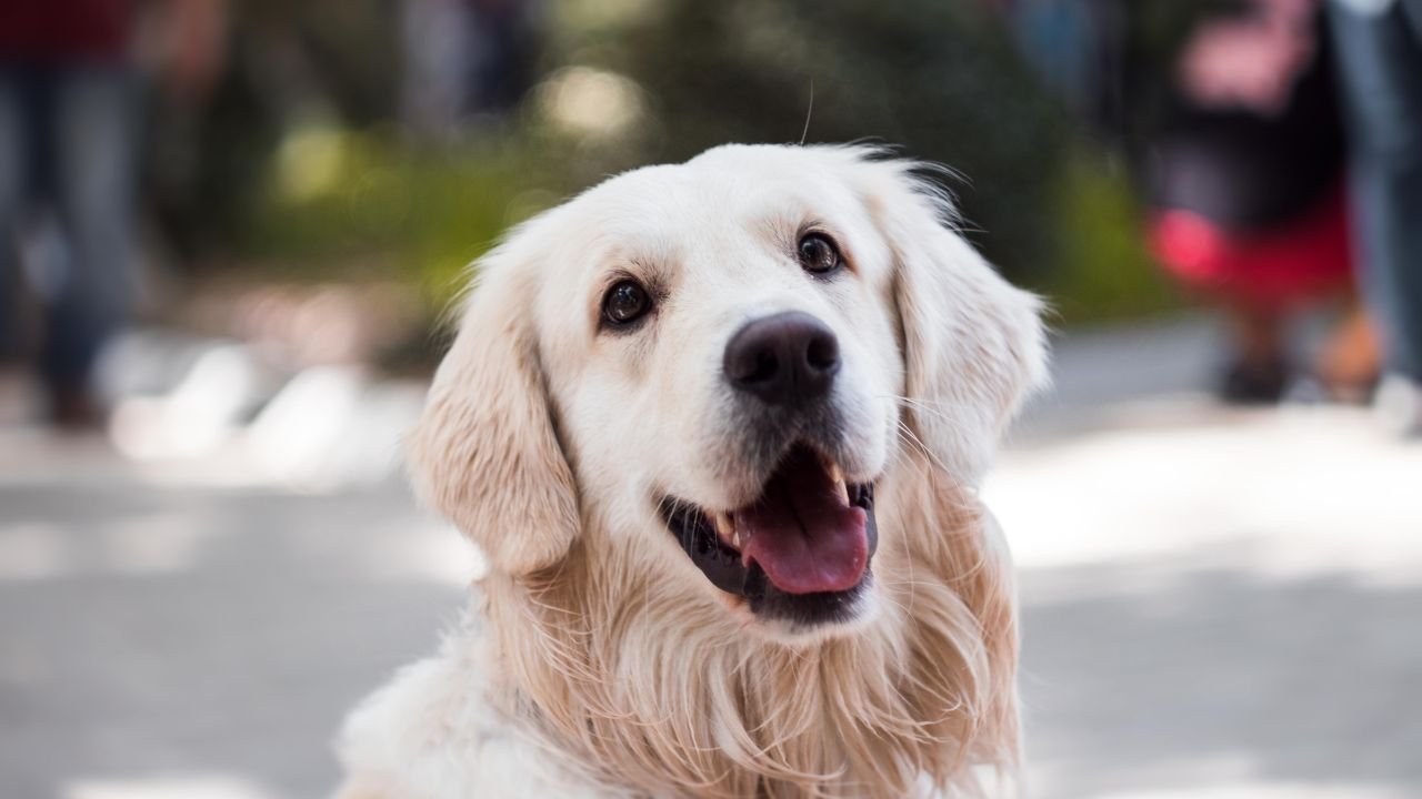 Rüyada köpek görmek neye işaret? Rüyada köpek görmek ne anlama gelir?
