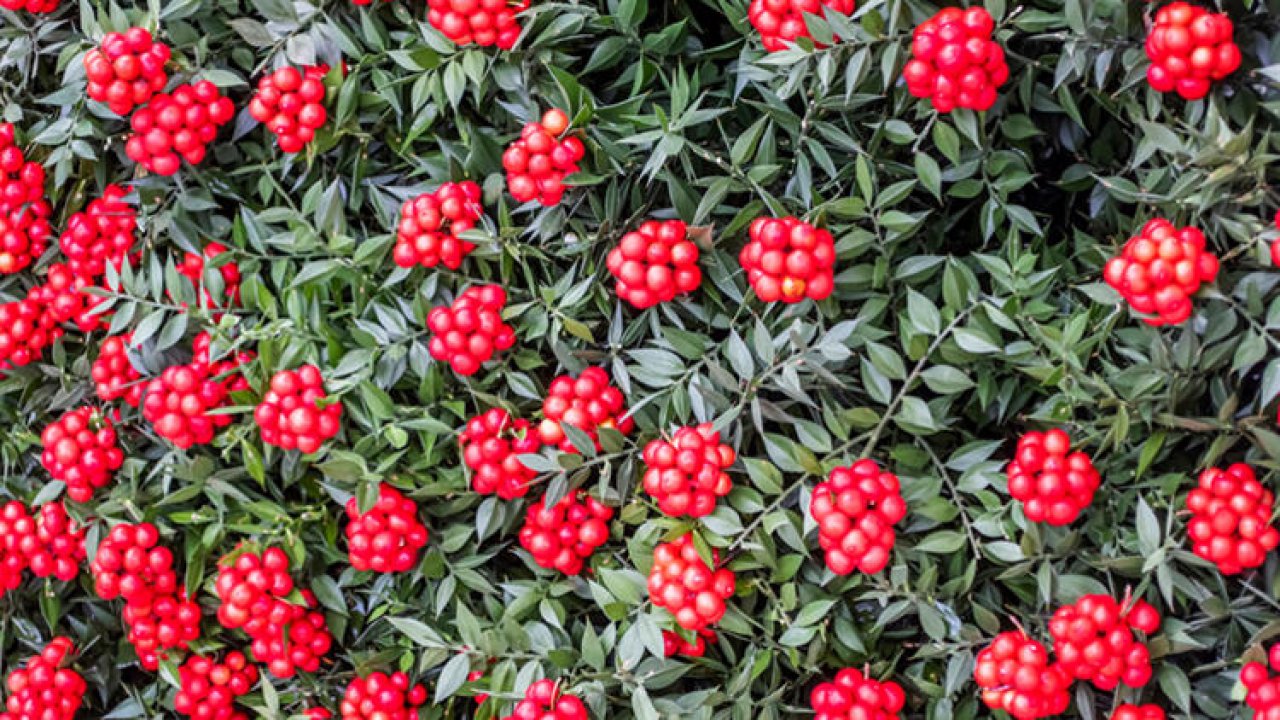 Yılbaşında neden kokina çiçeği alınır? Kokina çiçeğinin anlamı nedir?