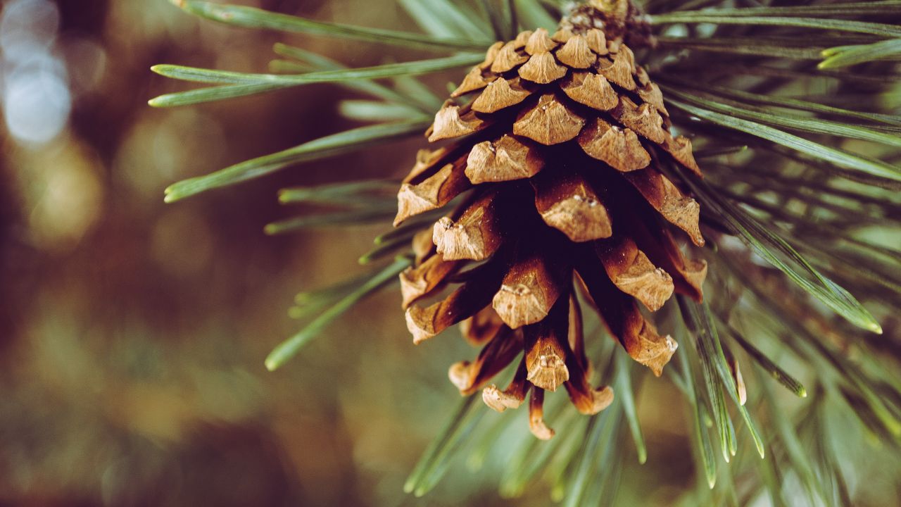 Rüyada kozalak görmek ne anlama gelir? Rüyada kozalak yemek ne anlama gelir?