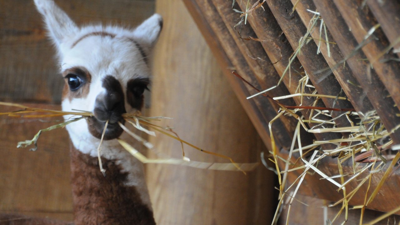 Erken Doğan Alpakaya Anketle İsim Aranıyor