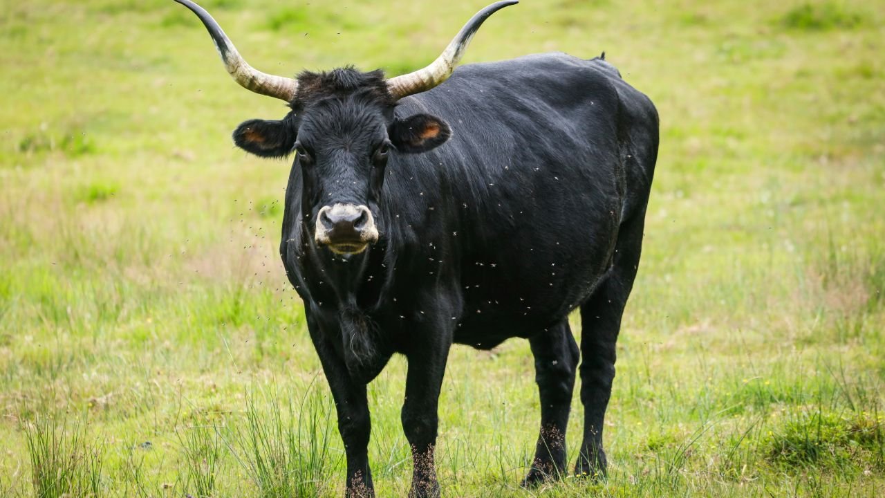 Falda öküz neye işaret? Falda öküz ne anlama gelir?