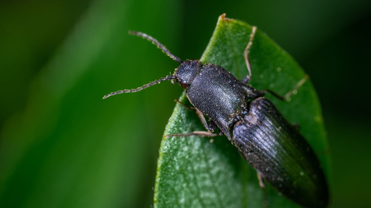 Rüyada böcek görmek neye işaret? Rüyada böcek görmek ne anlama gelir?