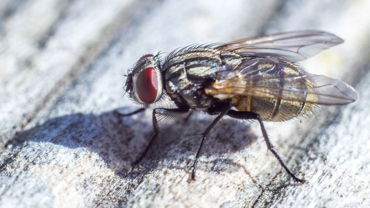 Rüyada sinek görmek neye işaret? Rüyada sinek görmek ne demek?
