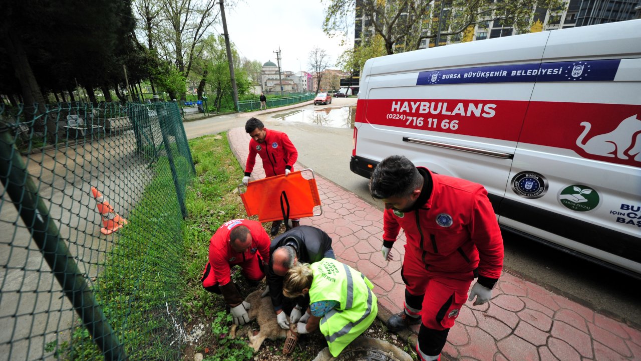 Yol Verin 'haybulans' Geliyor