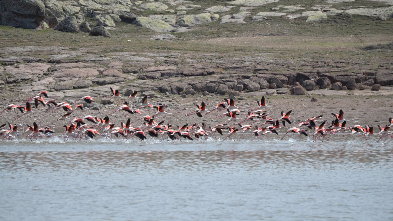 Flamingolar, Tuz Gölü'ne Kuluçkaya Geldi