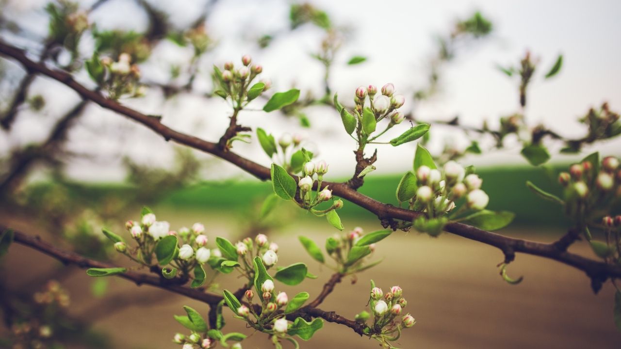 2024 cemre düştü mü? 2024 cemre ne zaman düşecek?