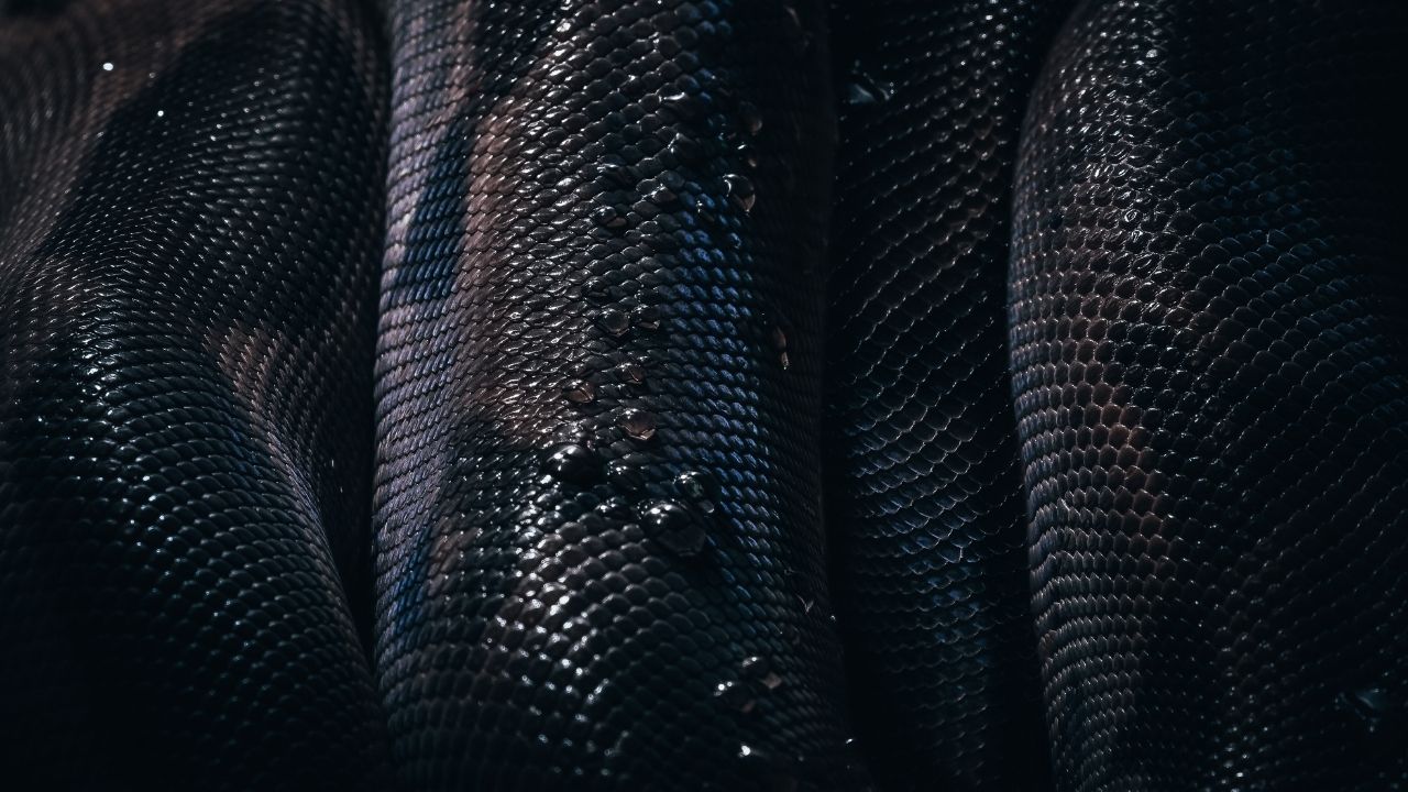 Rüyada yılan ısırması ne anlama gelir? Rüyada yılan ısırması neye işaret eder?