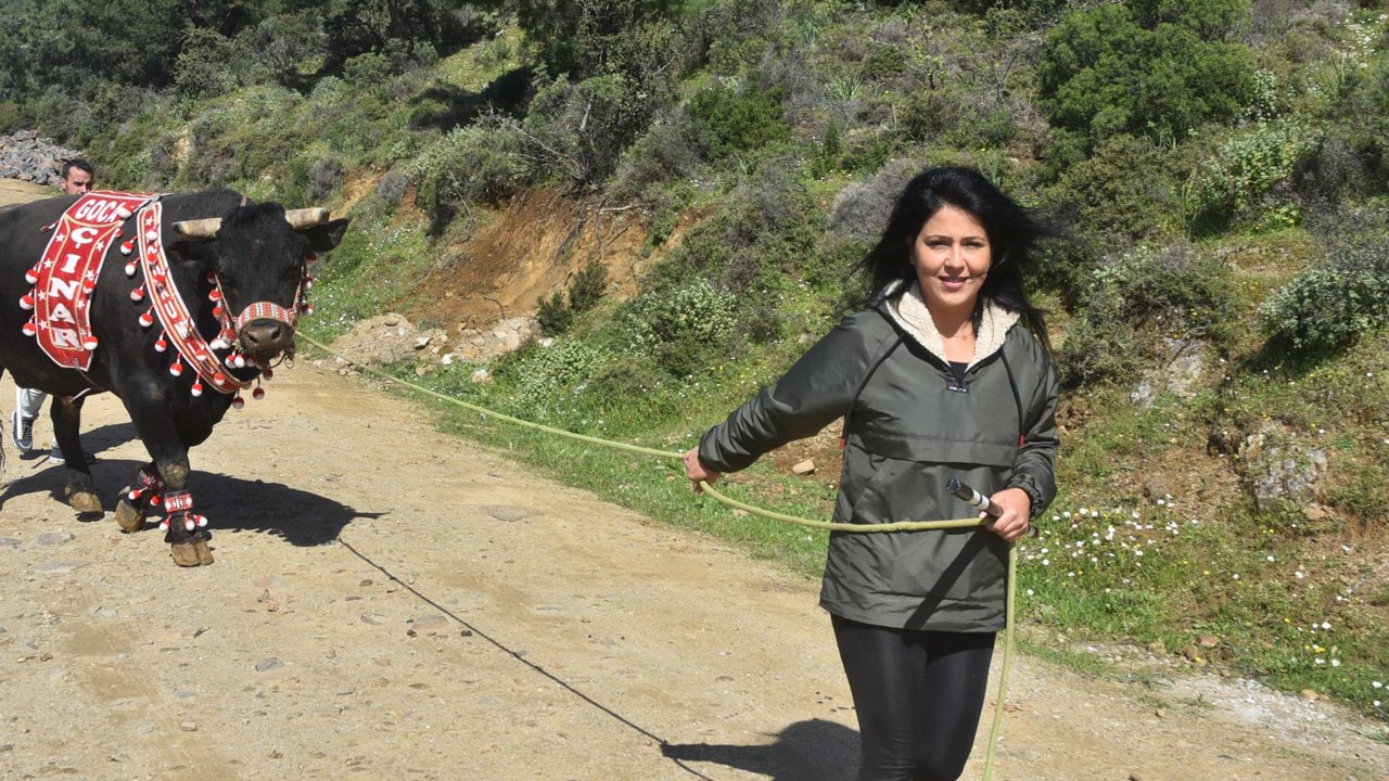 'boğaların Efesi' Buse, 'goca Çınar' İle Rakiplerine Meydan Okuyor