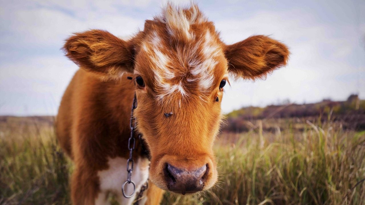 Buzağı desteği yattı mı 2024? Buzağı desteği ne zaman yatacak? İşte buzağı desteği ödemesi tarihi