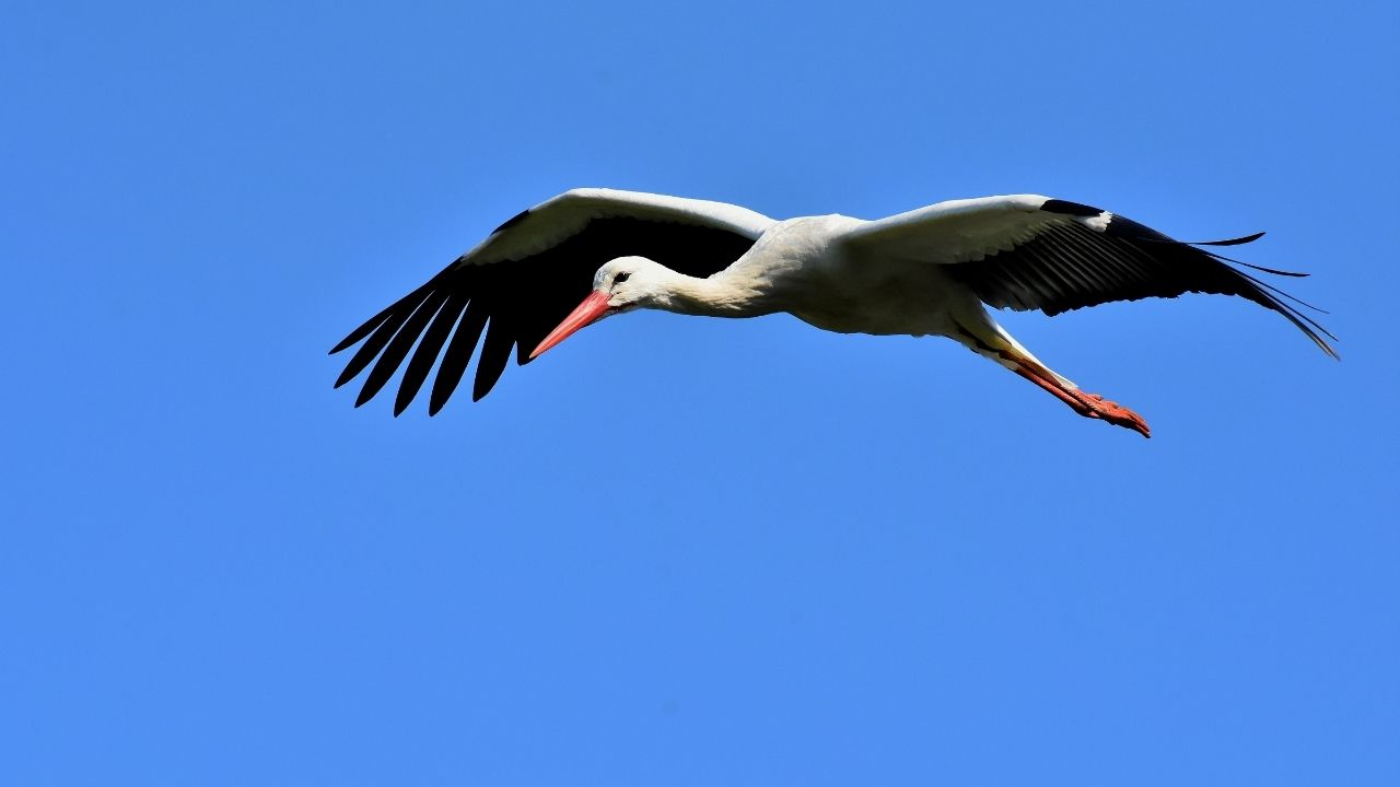 Falda leylek görmek ne anlama gelir? Falda leylek görmek neye işaret eder?