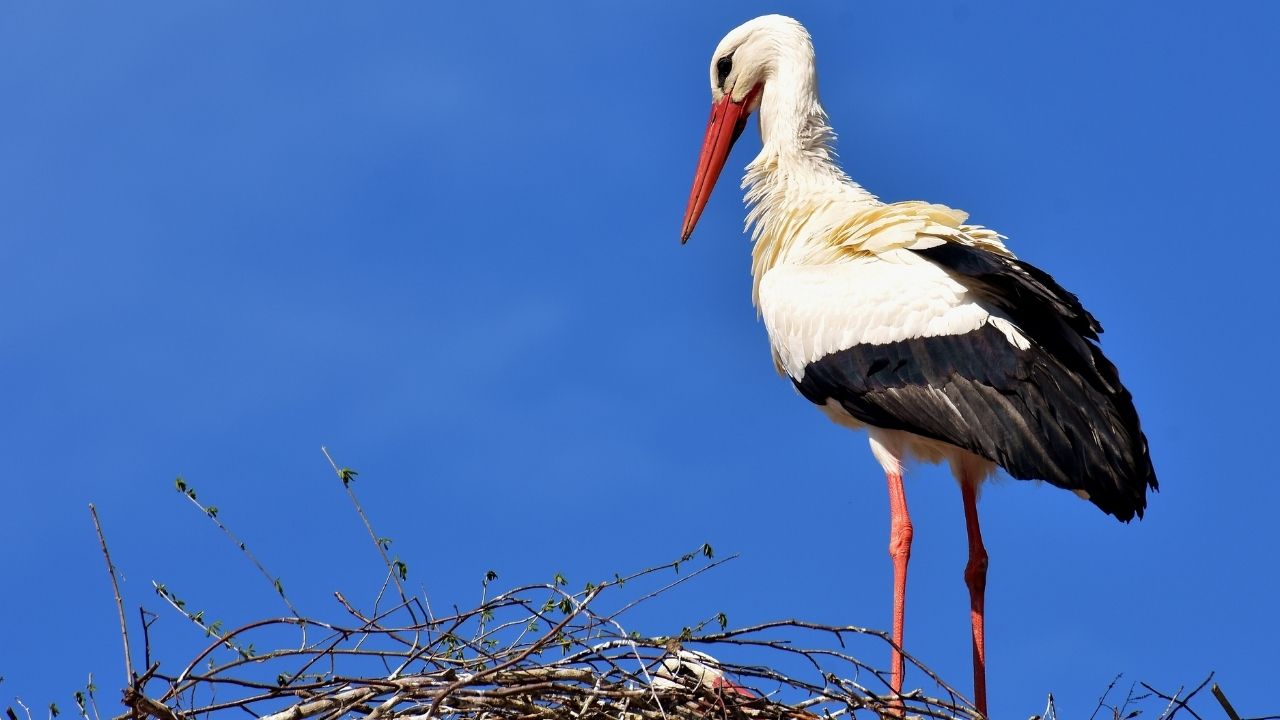 Rüyada leylek görmek ne anlama gelir? Rüyada leylek görmek neye işaret eder?