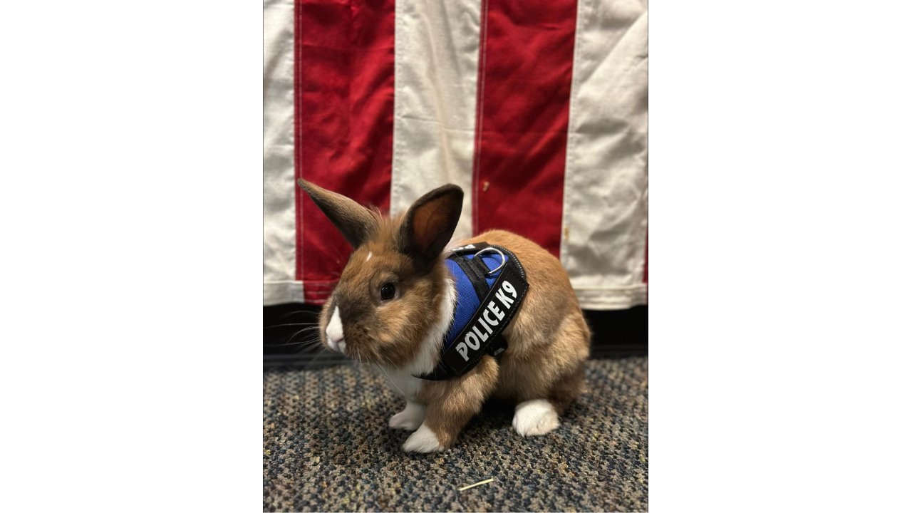 ‘tavşan Polis’ Sosyal Medyada İlgi Çekti