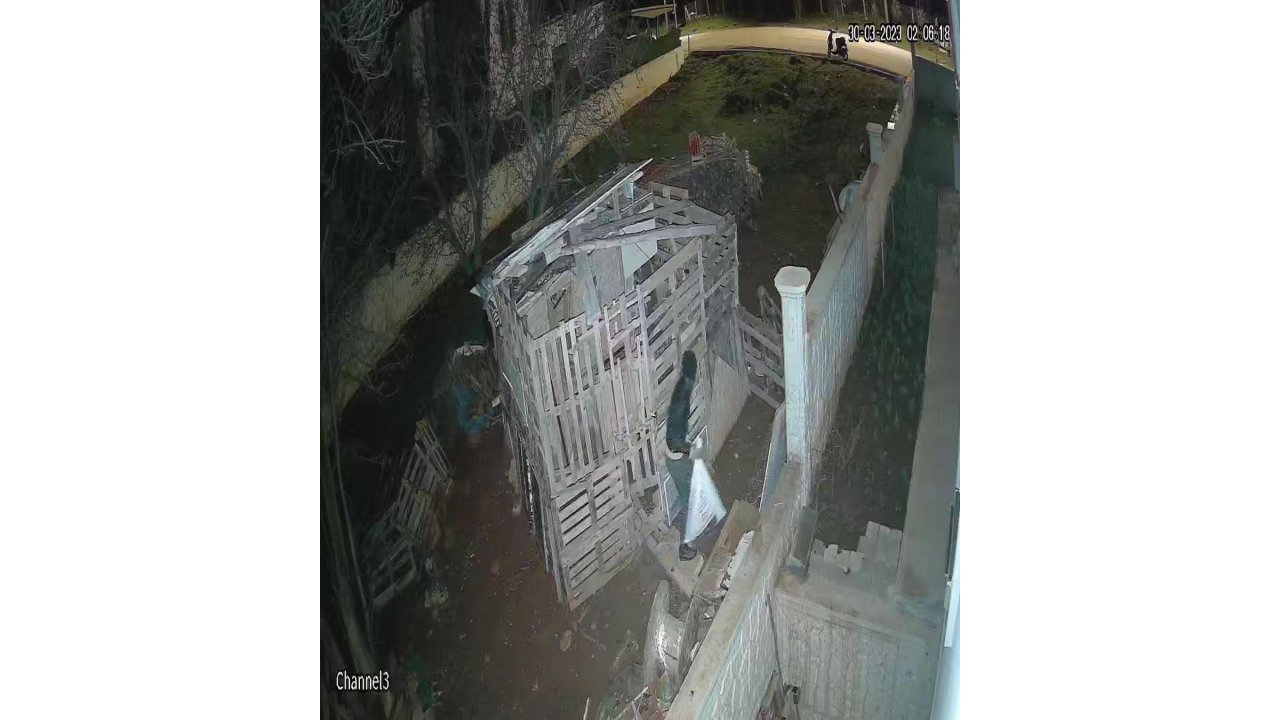 Kümesten Tavuk Hırsızlığı Kamerada